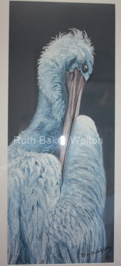 Pelican Portrait by Ruth Baker Walton